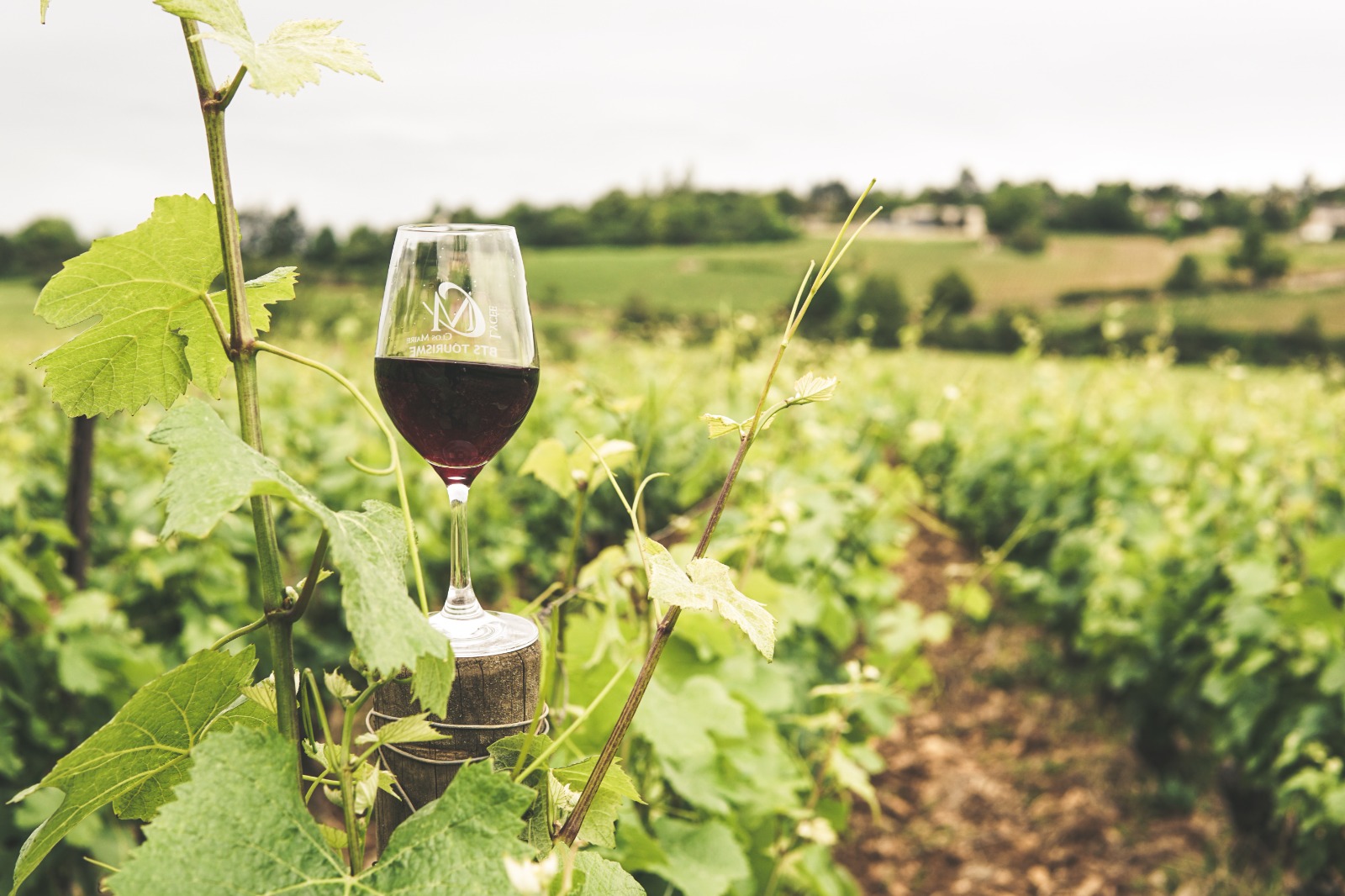 Rotwein wird in jeder Weinregion angebaut