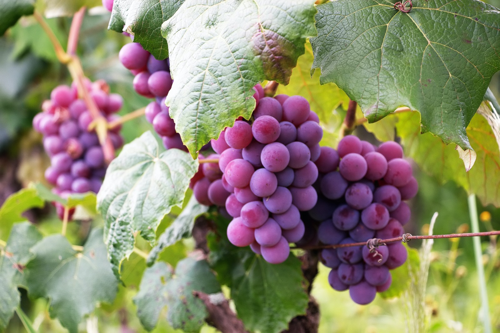 Reife Weintrauben sind meist kräftig in ihrer Farbe